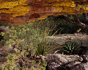 Hidden Garden Photograph by Tom Daniel
