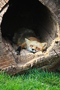 Hideout Photograph by Veronica Batterson