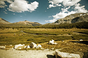 High Sierras Meadow Photograph by Bonnie Bruno