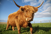 Highland Cow, Scotland Photograph by Gannet77
