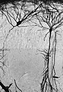 Hippocampus Interneuron And Pyramidal Neuron Photograph by Science Photo Library