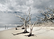 Hobcaw Boneyard Beach 2 Photograph by Deborah Smith