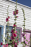 Hollyhocks and Butterfly Photograph by Cathy Anderson