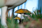 Home for a Fairy Photograph by Kathy Paynter