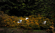 Homeward Photograph by Melinda Hughes-Berland