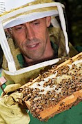 Honey Bee Pathogen Research Photograph by Science Photo Library