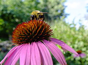 Honey Bee Photograph by Peggy King