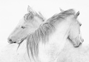 Horses Photograph by Marie-anne Stas