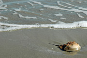 Horseshoe Crab on Cumberland Island Photograph by Bruce Gourley