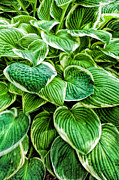 Hosta Leaves Photograph by Bonnie Bruno