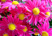 Hot Pink Photograph by Julie Palencia