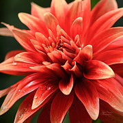 Hot Tamale Dahlia Photograph by Julie Palencia