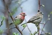 House Finches, Male And Female Photograph by Animal Images