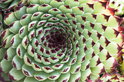 Houseleek Pattern Photograph by Tim Gainey