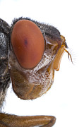 Human Botfly Belize Photograph by Piotr Naskrecki