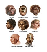 Human Evolution Photograph by Science Photo Library