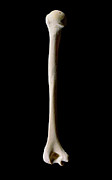 Human Humerus (upper Arm Bone) Photograph by Science Photo Library