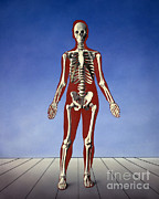 Human Skeleton Photograph by Bill Longcore