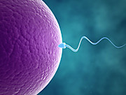 Human Sperm And Egg Photograph by Science Photo Library