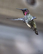 Hummingbird 4 Photograph by Endre Balogh Hummingbird 4 Photograph by Endre Balogh