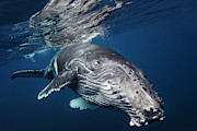 Humpback Whale Photograph by Barathieu Gabriel