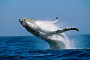 Humpback Whale Megaptera Novaeangliae Photograph by Panoramic Images