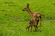 Hungry Photograph by Torbjorn Swenelius