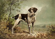 Hunting Dog circa 1879 Painting by Aged Pixel
