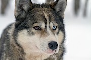 Husky Dog Breading Centre Photograph by Science Photo Library