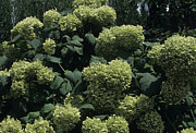 Hydrangea 'annabelle' Flowers Photograph by Science Photo Library