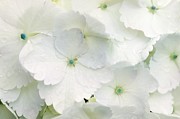 Hydrangea Flowers (hydrangea Sp.) Photograph by Science Photo Library