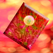 I Feel Pretty 2 Photograph by Andee Design