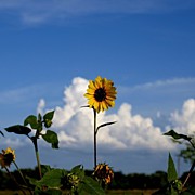 I Hope The Sunflowers Will Come Back Photograph by James Granberry