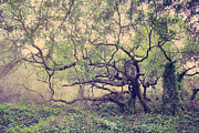 I Know You're Lonely Photograph by Laurie Search I Know You're Lonely Photograph by Laurie Search