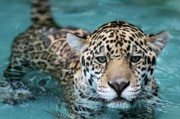I Love the Water Photograph by Sabrina L Ryan