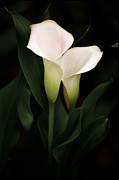 I Love You Photograph by Penny Lisowski