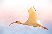 Ibis in Flight Photograph by Kerri Farley