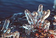 Ice Around Twigs Photograph by Science Photo Library