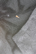 ice Photograph by Steven Ralser ice Photograph by Steven Ralser
