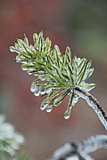 Ice Storm Remnants V Photograph by Theo OConnor
