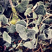 Iced Ivy Photograph by Nic Squirrell