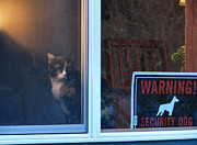 Identity Crisis Photograph by Rory Siegel