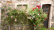 Idyllic with Roses Photograph by Eva-Maria Di Bella