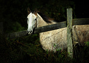If Wishes Were Horses Photograph by Rebecca Sherman