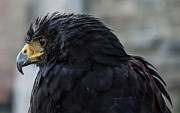 Im Looking For Photograph by Alessandro Berselli