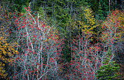 Immerse Photograph by Doug Gibbons