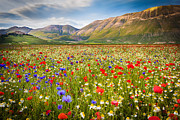 In Bloom Photograph by Francesco Riccardo Iacomino
