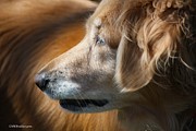 In Profile Photograph by Veronica Batterson