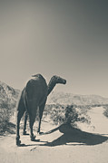 In the Hot Desert Sun Photograph by Laurie Search