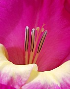 In The Pink Photograph by Kathi Mirto